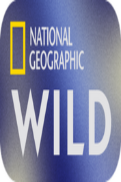 SE ▎NATIONAL GEOGRAPHIC WILD HD