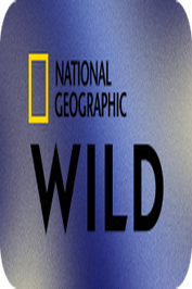 NL ▎NGC WILD HD 8ᴋ ◉ rec